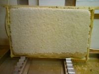 /album/ramik-plny-medu-v-celarova-radost-a-vysledok-prace-v-ciel-/c510-208-jpg2/